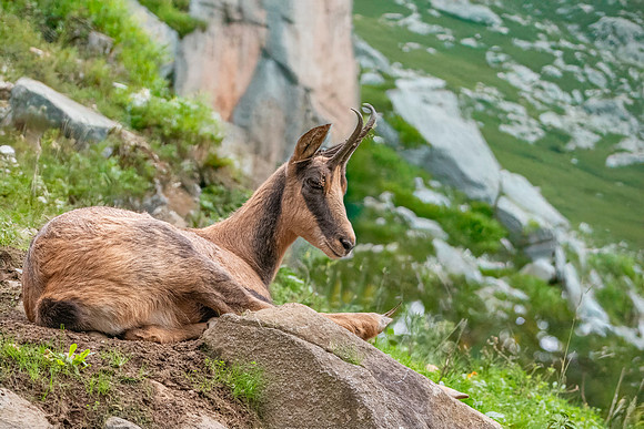 Pyrenean chamois goat