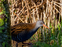 Water rail