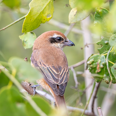 Brown shrike
