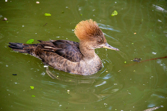 Hooded merganser, female