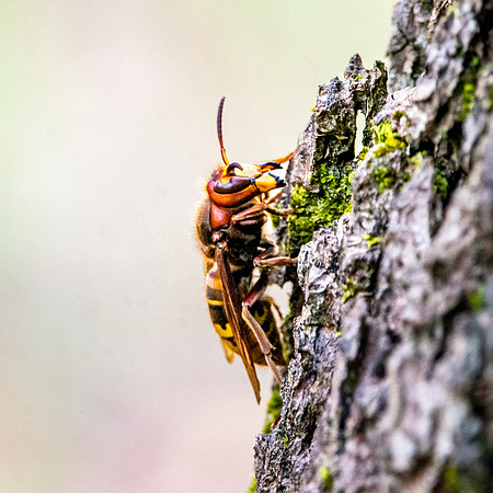 European hornet