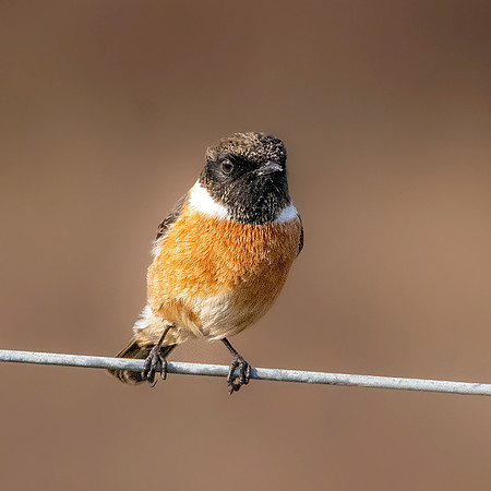 Stonechat, male