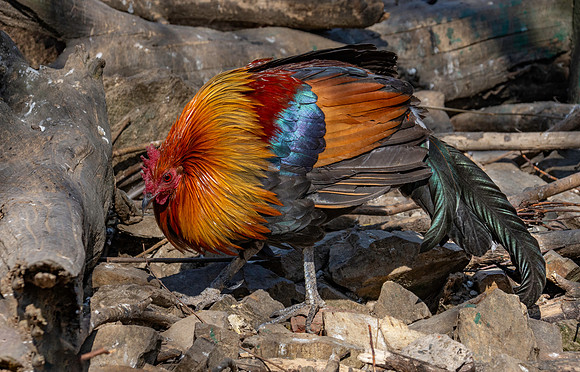 Red junglefowl