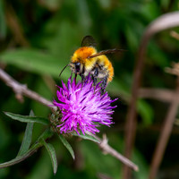 Common carder bee