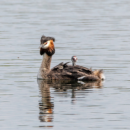 Great crested grebe