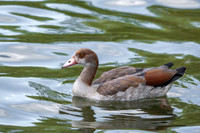 Egyptian goose, female