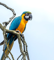 Blue throated macaw