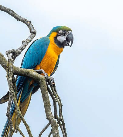 Blue throated macaw