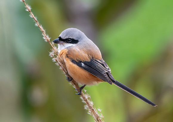 Long tailed shrike