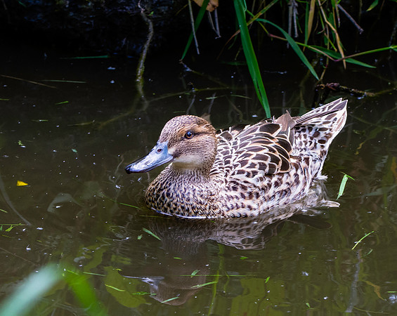 Garganey duck, female