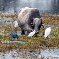 Cattle egret with cattle, India