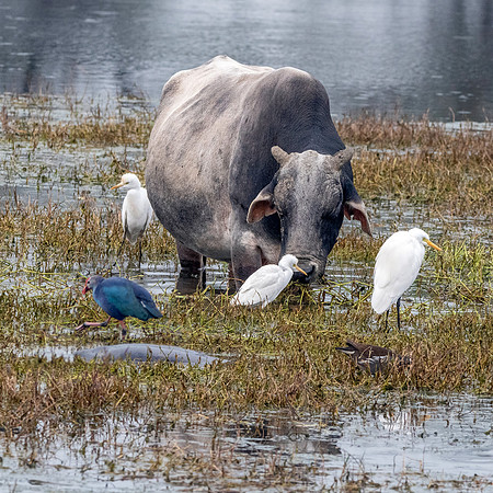 Cattle egret with cattle, India