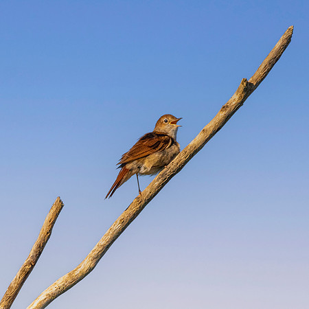Nightingale