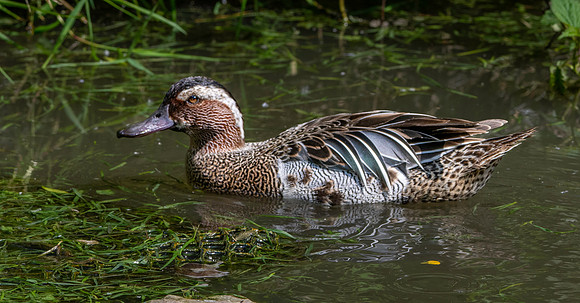 Garganey duck, male