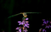 Southern darter