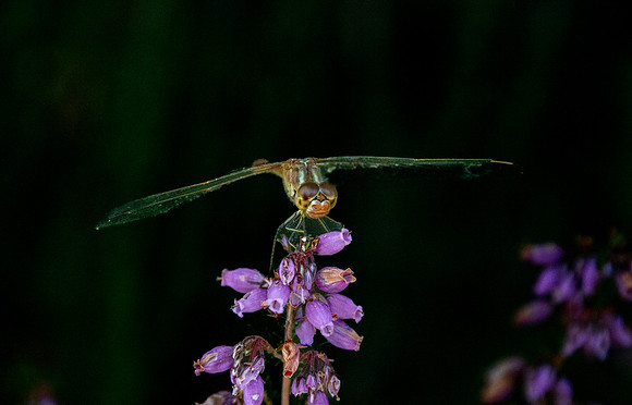 Southern darter