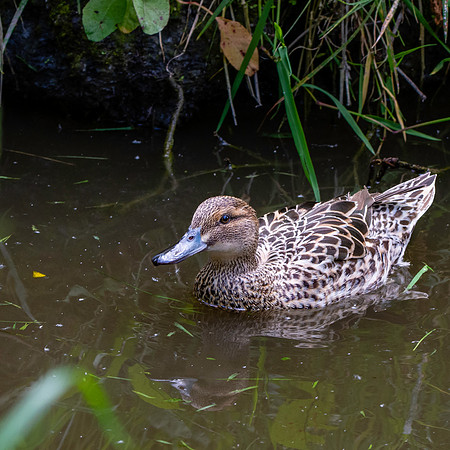 Garganey duck, female