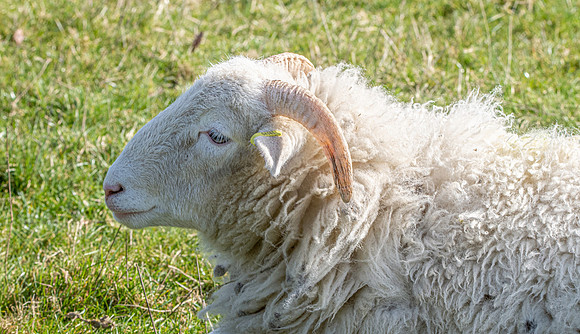 Whitefaced woodland sheep