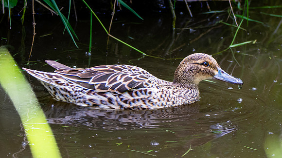 Garganey duck, female