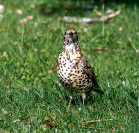 Mistle thrush