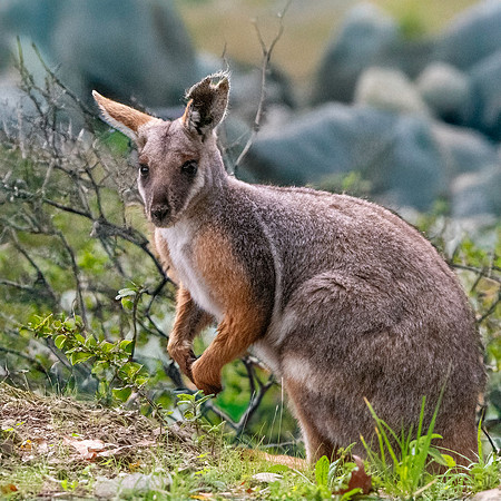 Yellow footed rock wallaby