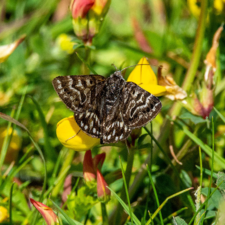 Mother Shipton moth