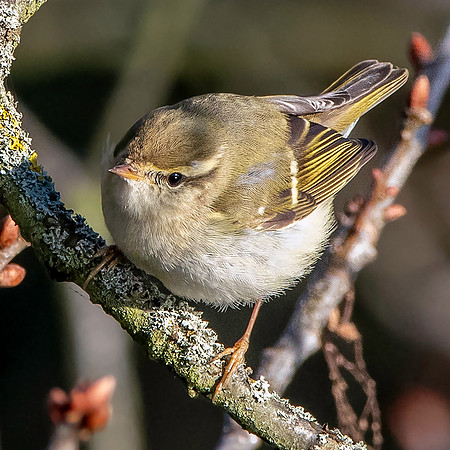 Yellow browed warbler