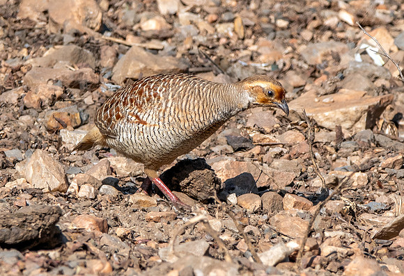 Grey francolin