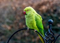 Ring-necked parakeet / Rose-ringed parakeet