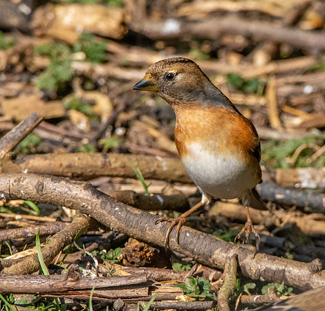 Brambling, female