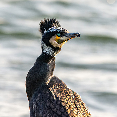 Great cormorant