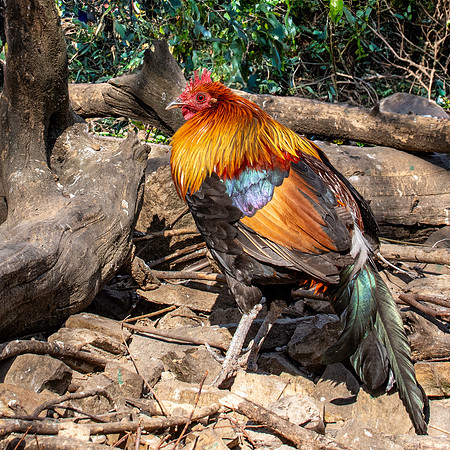 Red junglefowl