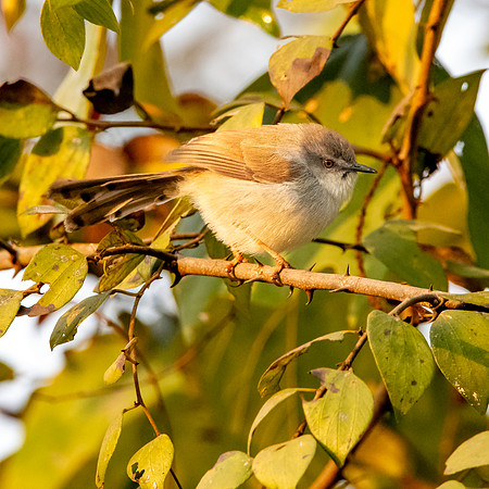 Immature Grey breasted / Franklin's prinia