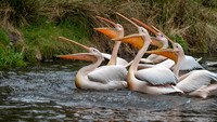 Great white pelican