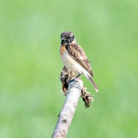 Siberian stonechat