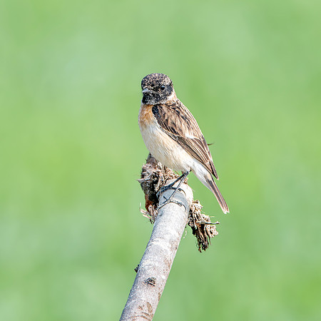 Siberian stonechat