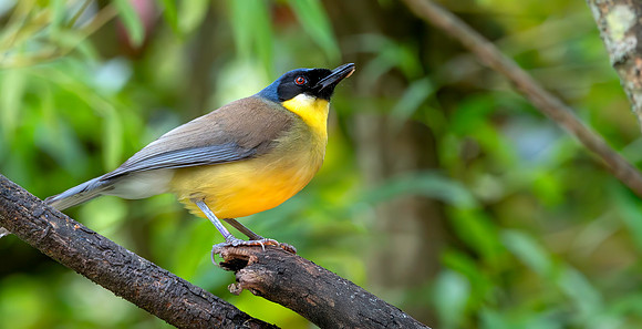 Blue crowned laughing thrush
