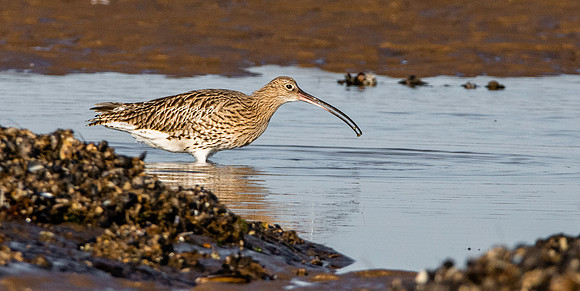 Curlew