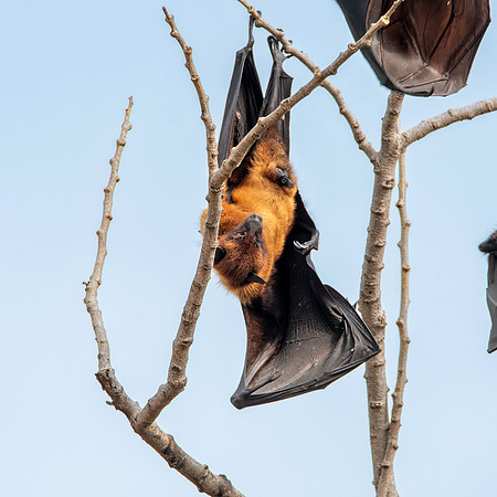 Indian Flying Fox