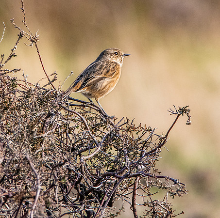 Stonechat, female