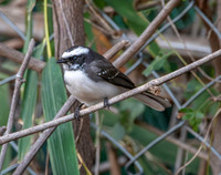 White browed fantail
