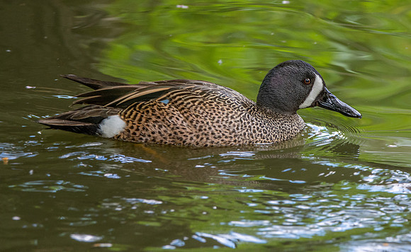 Blue winged teal