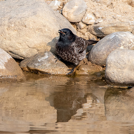 Red vented bulbul