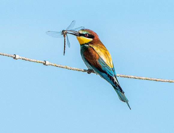 European bee eater