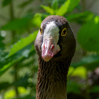 Lesser white fronted goose