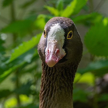 Lesser white fronted goose
