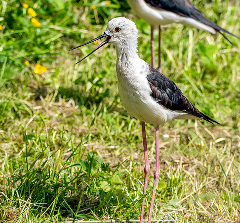 Black winged stilt