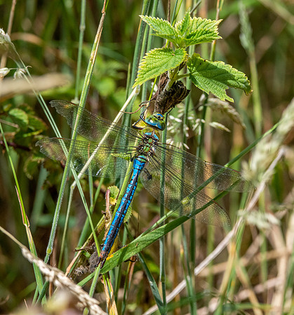 Emperor dragonfly, male
