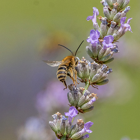 Honey bee