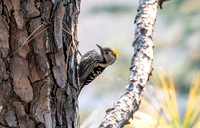 Female Brown fronted woodpecker